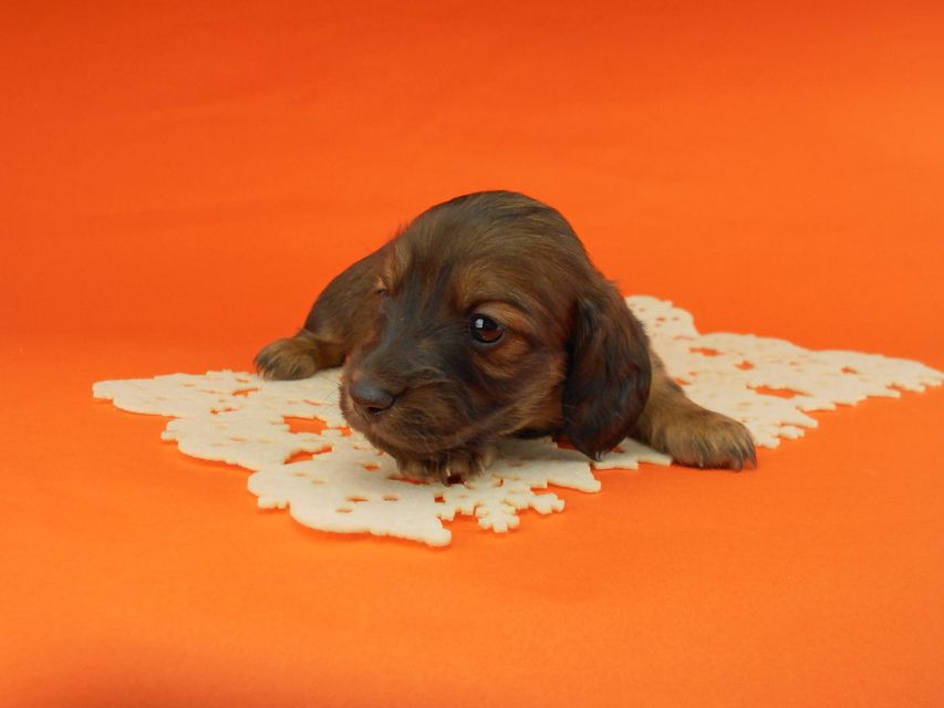 ミニチュアダックスフンド ララ & 竹千代の子犬 レッド 男の子（3）