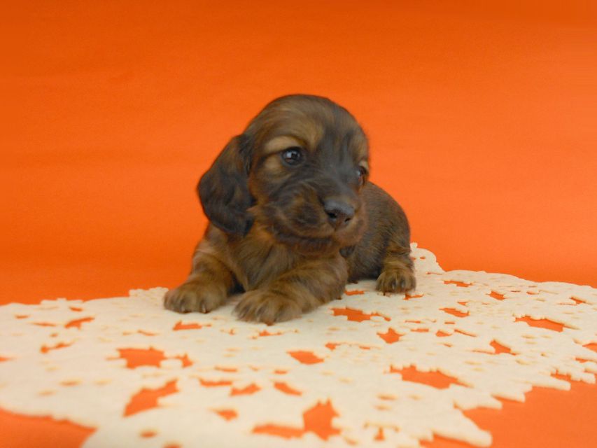 ミニチュアダックスフンド ララ & 竹千代の子犬 レッド 男の子（3）