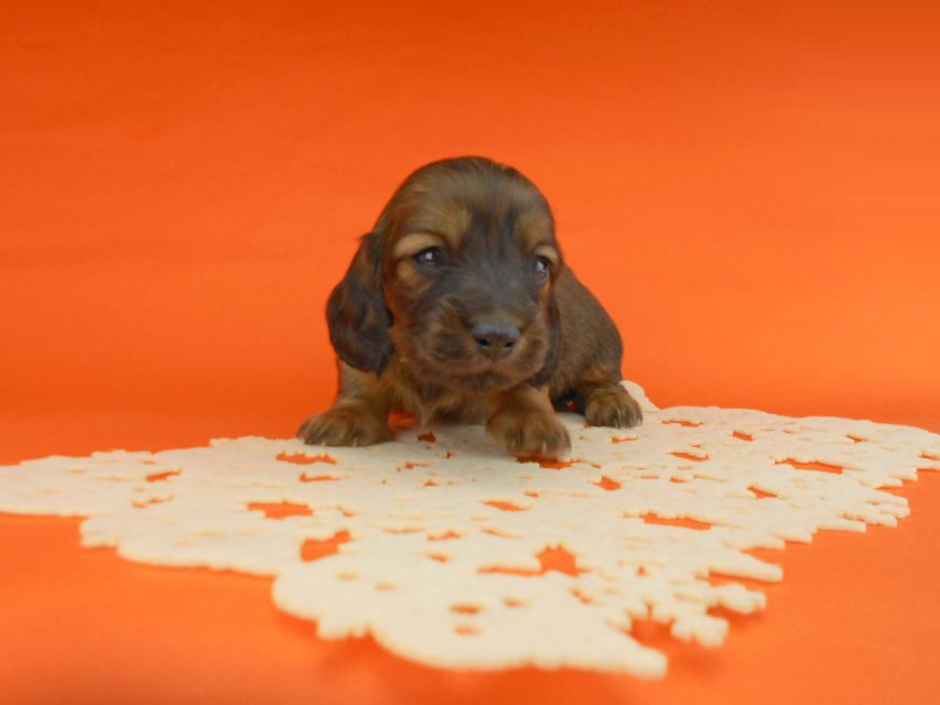 ミニチュアダックスフンド ララ & 竹千代の子犬 レッド 男の子（3）