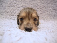 カニンヘン 子犬 シェーデットクリーム 男の子 アンジュの赤ちゃん 11/２５生まれ