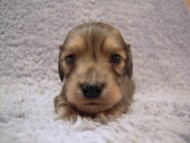 カニンヘン 子犬 シェーデットクリーム 男の子 アンジュの赤ちゃん 11/２５生まれ