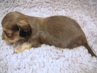 カニンヘン 子犬 シェーデットクリーム 男の子 アンジュの赤ちゃん 11/２５生まれ