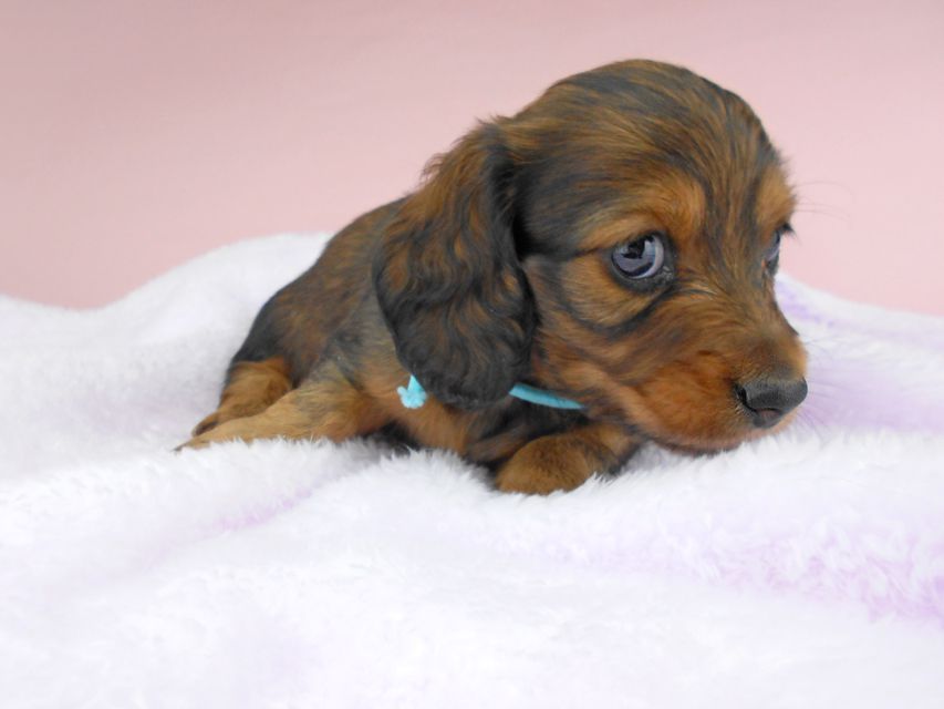 ミニチュアダックスフンド ルチア & ジムの子犬 レッド 男の子