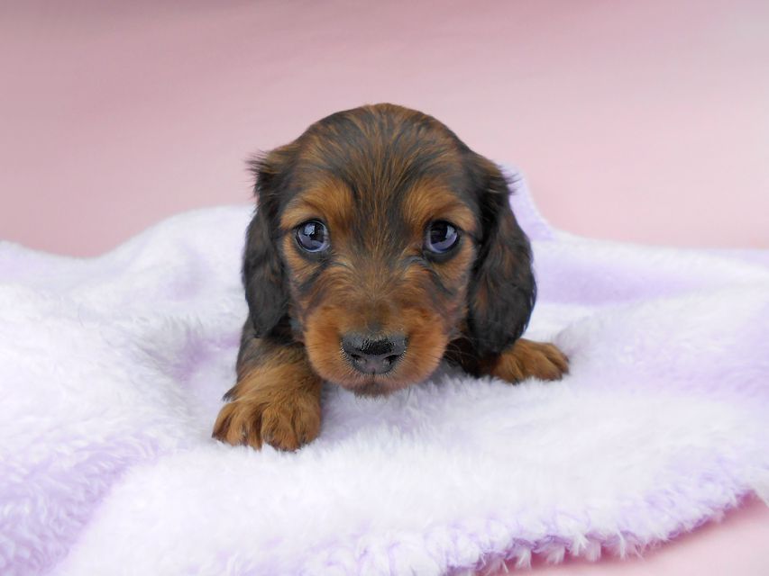 ミニチュアダックスフンド ルチア & ジムの子犬 レッド 男の子