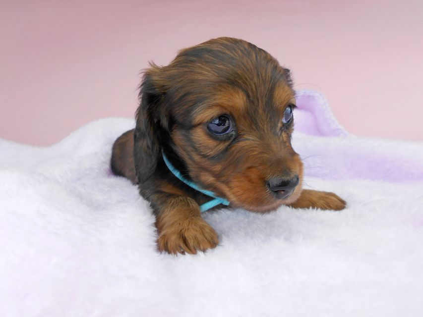 ミニチュアダックスフンド ルチア & ジムの子犬 レッド 男の子