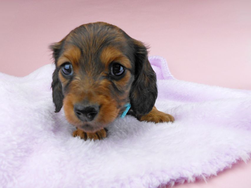 ミニチュアダックスフンド ルチア & ジムの子犬 レッド 男の子