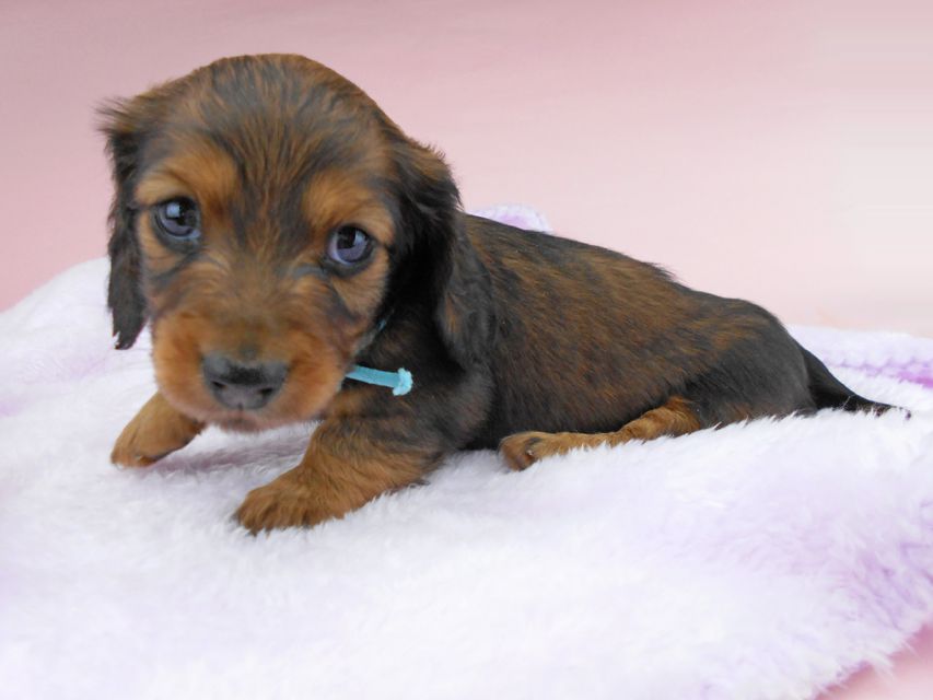 ミニチュアダックスフンド ルチア & ジムの子犬 レッド 男の子