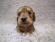 カニンヘン 子犬 シェーデットクリーム 男の子 アンジュの赤ちゃん 11/25生まれ カニンヘン 子犬 シェーデットクリーム 男の子 アンジュの赤ちゃん 11/25生まれ