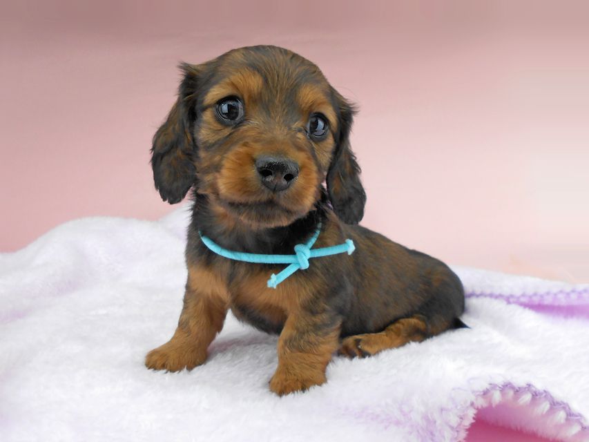 ミニチュアダックスフンド ルチア & ジムの子犬 レッド 男の子