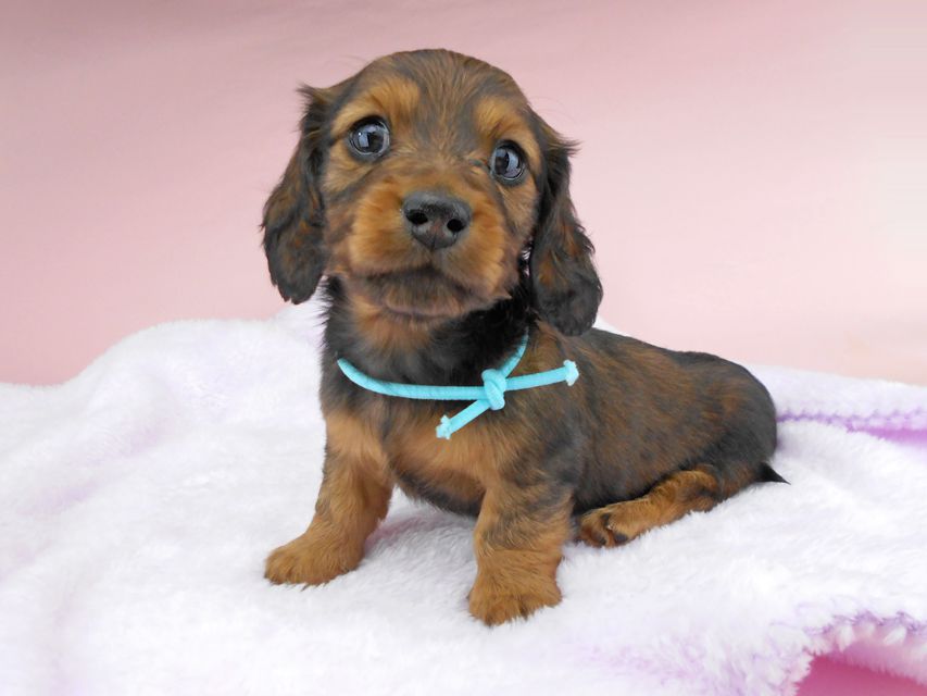 ミニチュアダックスフンド ルチア & ジムの子犬 レッド 男の子