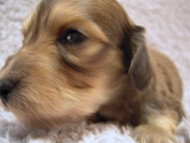 カニンヘン 子犬 シェーデットクリーム 男の子 アンジュの赤ちゃん 11/２５生まれ