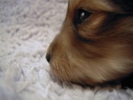 カニンヘン 子犬 シェーデットクリーム 男の子 アンジュの赤ちゃん 11/２５生まれ