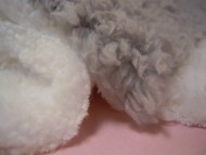 カニンヘン 子犬 シェーデットクリーム 女の子 アンジュの赤ちゃん 11/２５生まれ