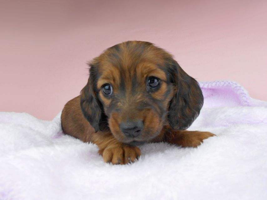 ミニチュアダックスフンド ルチア & ジムの子犬 レッド 女の子DSCN5244 ミニチュアダックスフンド ルチア & ジムの子犬 レッド 女の子