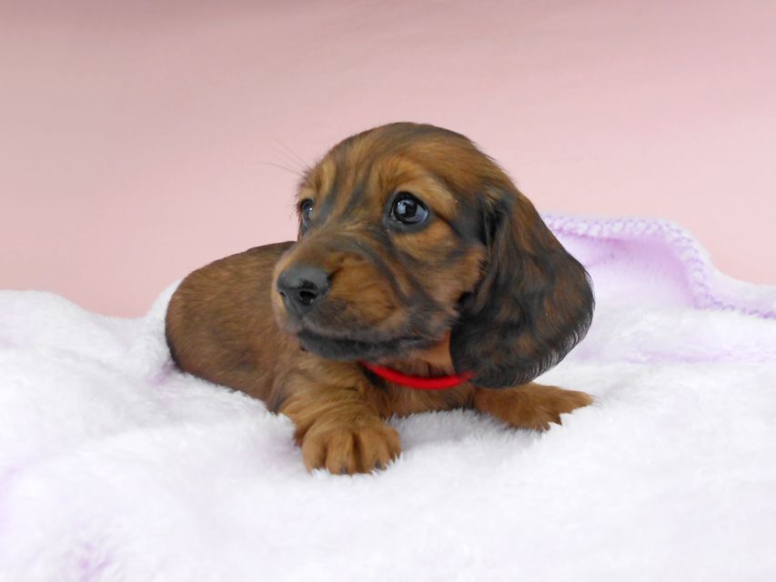 ミニチュアダックスフンド ルチア & ジムの子犬 レッド 女の子DSCN5246 ミニチュアダックスフンド ルチア & ジムの子犬 レッド 女の子