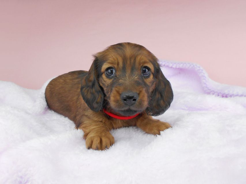 ミニチュアダックスフンド ルチア & ジムの子犬 レッド 女の子DSCN5247 ミニチュアダックスフンド ルチア & ジムの子犬 レッド 女の子