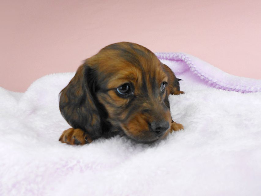 ミニチュアダックスフンド ルチア & ジムの子犬 レッド 女の子DSCN5249 ミニチュアダックスフンド ルチア & ジムの子犬 レッド 女の子