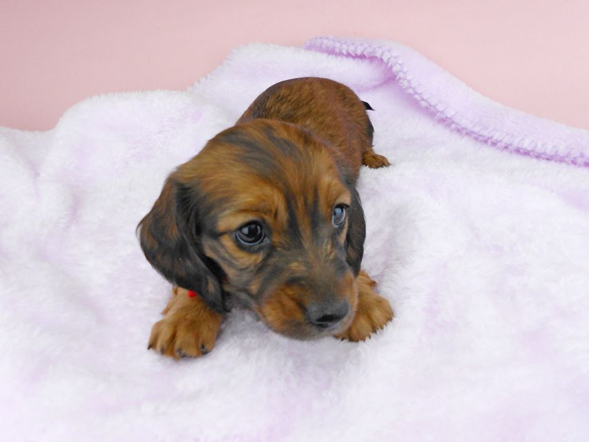 ミニチュアダックスフンド ルチア & ジムの子犬 レッド 女の子DSCN5250 ミニチュアダックスフンド ルチア & ジムの子犬 レッド 女の子