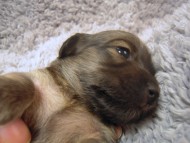 カニンヘン 子犬 シェーデットクリーム 女の子 アンジュの赤ちゃん 11/２５生まれ