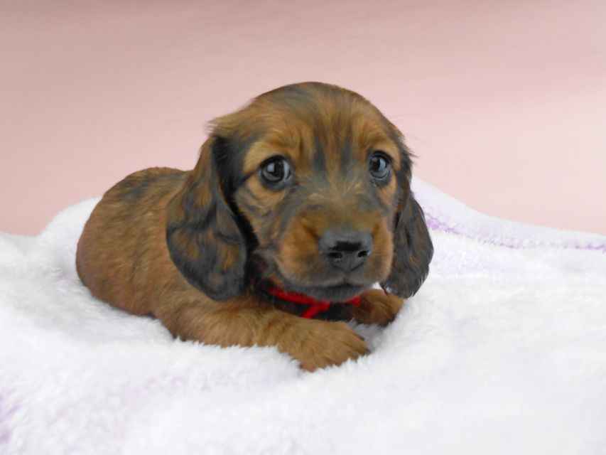 ミニチュアダックスフンド ルチア & ジムの子犬 レッド 女の子DSCN5255 ミニチュアダックスフンド ルチア & ジムの子犬 レッド 女の子