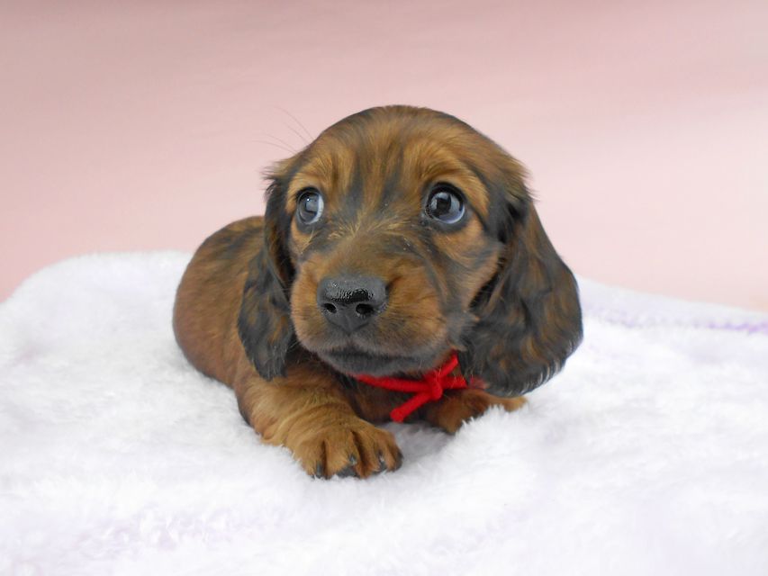 ミニチュアダックスフンド ルチア & ジムの子犬 レッド 女の子DSCN5256 ミニチュアダックスフンド ルチア & ジムの子犬 レッド 女の子