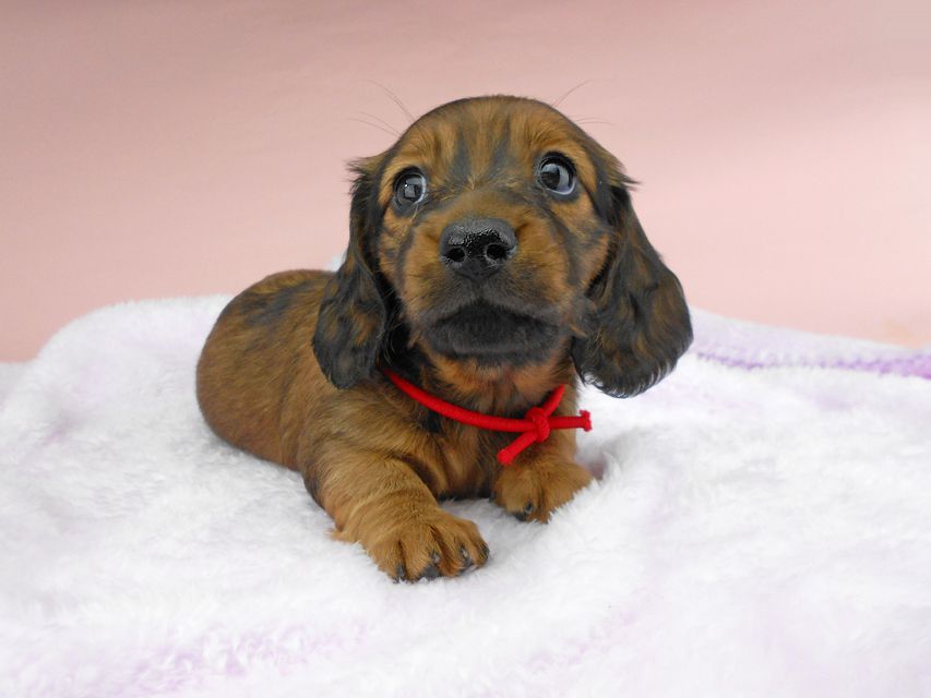 ミニチュアダックスフンド ルチア & ジムの子犬 レッド 女の子DSCN5257 ミニチュアダックスフンド ルチア & ジムの子犬 レッド 女の子