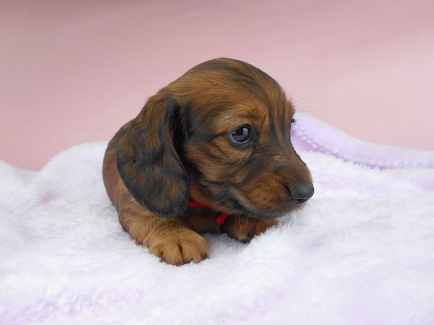ミニチュアダックスフンド ルチア & ジムの子犬 レッド 女の子DSCN5259 ミニチュアダックスフンド ルチア & ジムの子犬 レッド 女の子