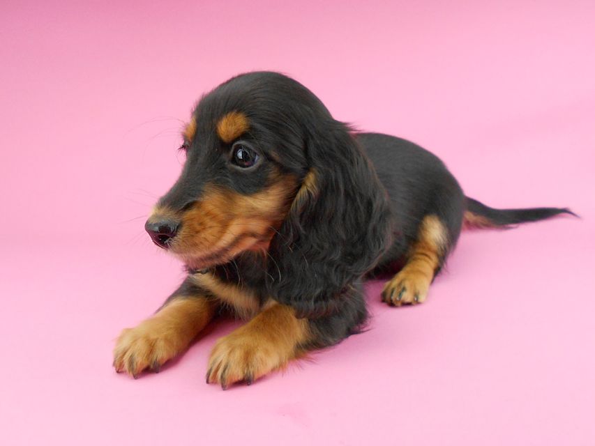 カニンヘンダックスフンド ナンシーcs & ナイトの子犬 ブラックタン 男の子（1）