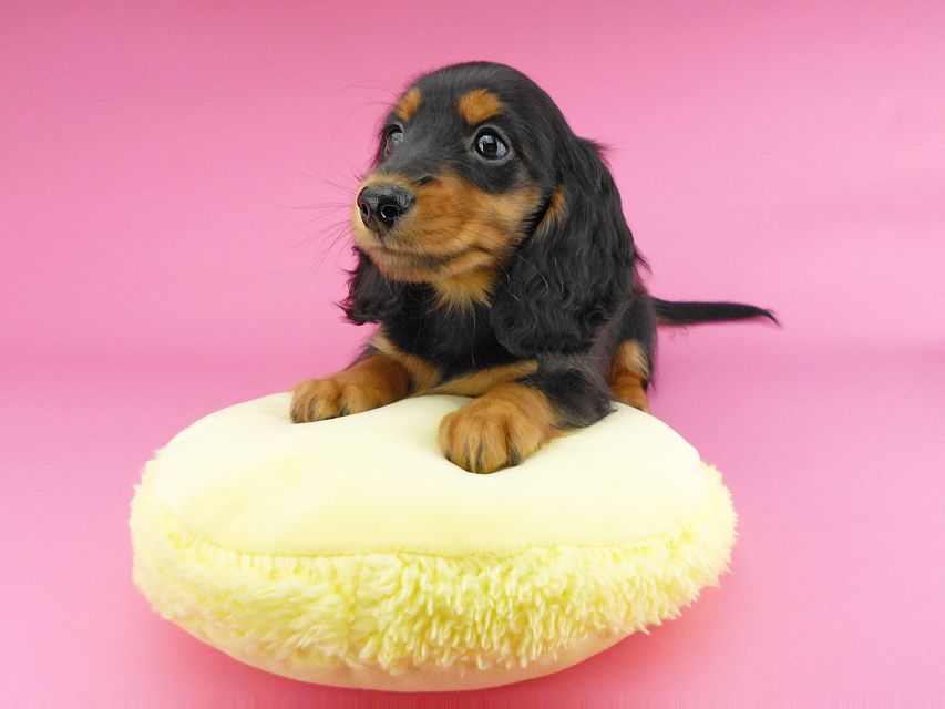 カニンヘンダックスフンド ナンシーcs & ナイトの子犬 ブラックタン 男の子（1）