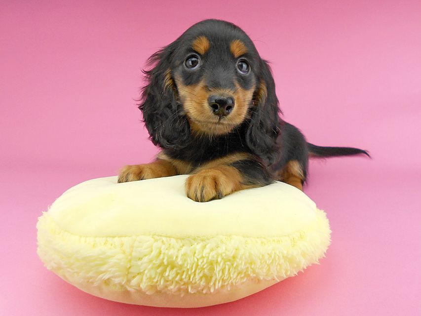 カニンヘンダックスフンド ナンシーcs & ナイトの子犬 ブラックタン 男の子（1）