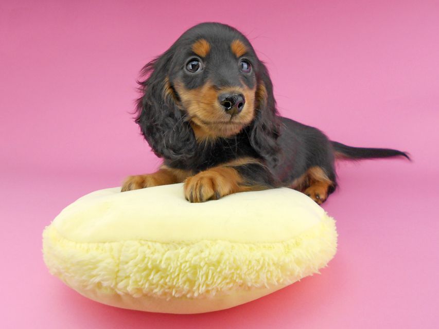 カニンヘンダックスフンド ナンシーcs & ナイトの子犬 ブラックタン 男の子（1）