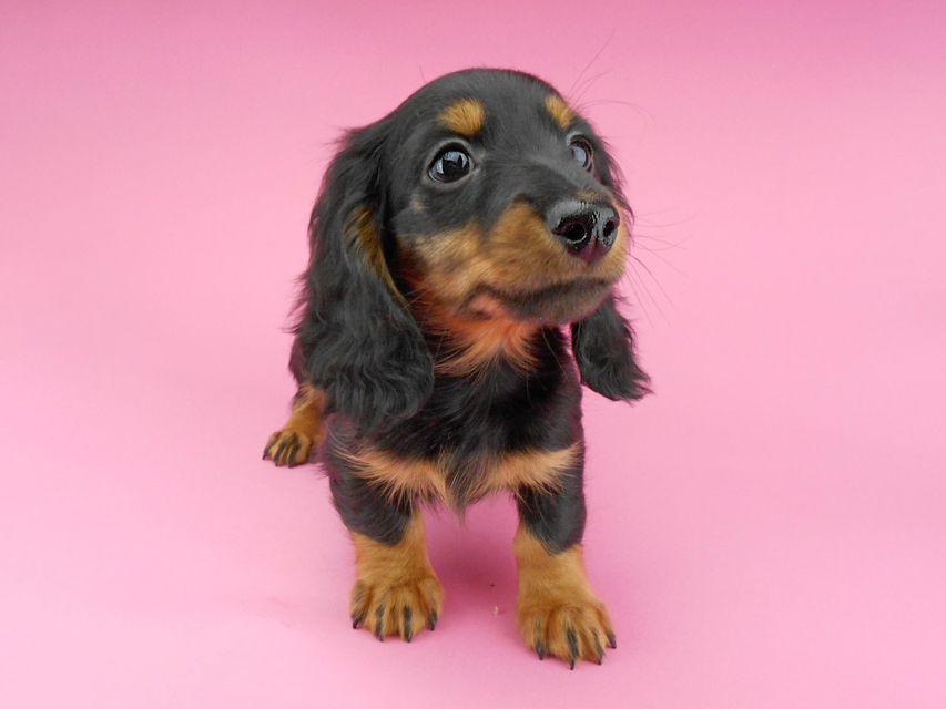 カニンヘンダックスフンド ナンシーcs & ナイトの子犬 ブラックタン 男の子(2)DSCN5310 カニンヘンダックスフンド ナンシーcs & ナイトの子犬 ブラックタン 男の子(2)