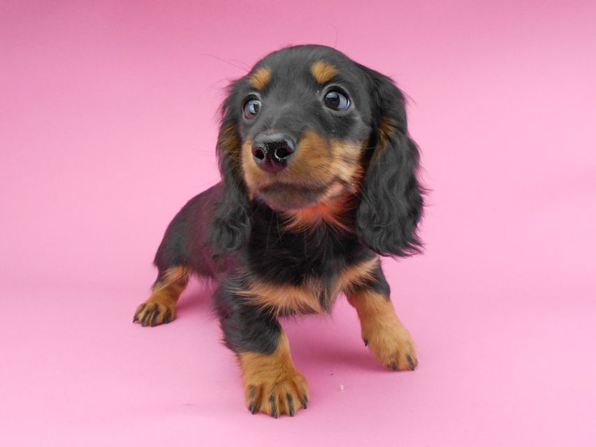 カニンヘンダックスフンド ナンシーcs & ナイトの子犬 ブラックタン 男の子(2)DSCN5312 カニンヘンダックスフンド ナンシーcs & ナイトの子犬 ブラックタン 男の子(2)