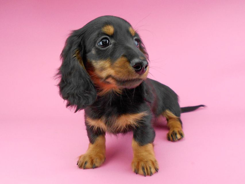 カニンヘンダックスフンド ナンシーcs & ナイトの子犬 ブラックタン 男の子(2)DSCN5313 カニンヘンダックスフンド ナンシーcs & ナイトの子犬 ブラックタン 男の子(2)