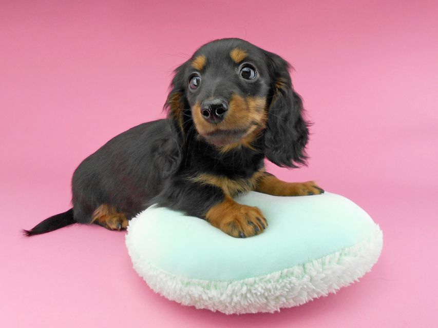 カニンヘンダックスフンド ナンシーcs & ナイトの子犬 ブラックタン 男の子(2)DSCN5317 カニンヘンダックスフンド ナンシーcs & ナイトの子犬 ブラックタン 男の子(2)