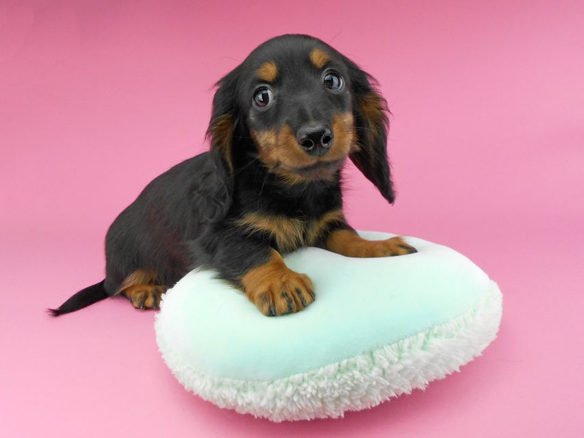 カニンヘンダックスフンド ナンシーcs & ナイトの子犬 ブラックタン 男の子(2)DSCN5318 カニンヘンダックスフンド ナンシーcs & ナイトの子犬 ブラックタン 男の子(2)