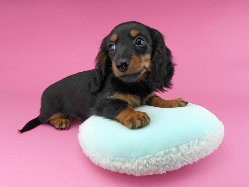 カニンヘンダックスフンド ナンシーcs & ナイトの子犬 ブラックタン 男の子(2)DSCN5321 カニンヘンダックスフンド ナンシーcs & ナイトの子犬 ブラックタン 男の子(2)