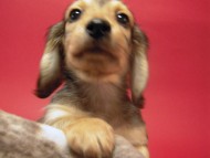 カニンヘン 子犬 シェーデットクリーム 男の子 ハナビの赤ちゃん 10/21生まれ