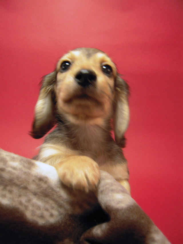 カニンヘン 子犬 シェーデットクリーム 男の子 ハナビの赤ちゃん 10/21生まれ カニンヘン 子犬 シェーデットクリーム 男の子 ハナビの赤ちゃん 10/21生まれ