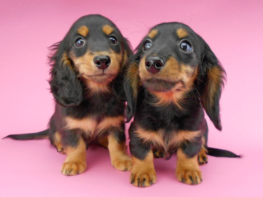 カニンヘンダックスフンド ナンシーcs & ナイトの子犬 ブラックタン 男の子(1)(2)DSCN5331 カニンヘンダックスフンド ナンシーcs & ナイトの子犬 ブラックタン 男の子(1)(2)