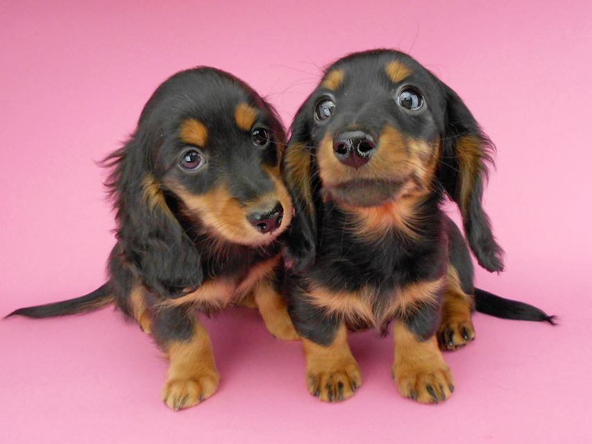 カニンヘンダックスフンド ナンシーcs & ナイトの子犬 ブラックタン 男の子(1)(2)DSCN5337 カニンヘンダックスフンド ナンシーcs & ナイトの子犬 ブラックタン 男の子(1)(2)