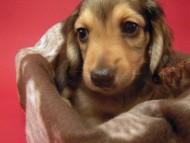 カニンヘン 子犬 シェーデットクリーム 男の子 ハナビの赤ちゃん 10/21生まれ カニンヘン 子犬 シェーデットクリーム 男の子 ハナビの赤ちゃん 10/21生まれ