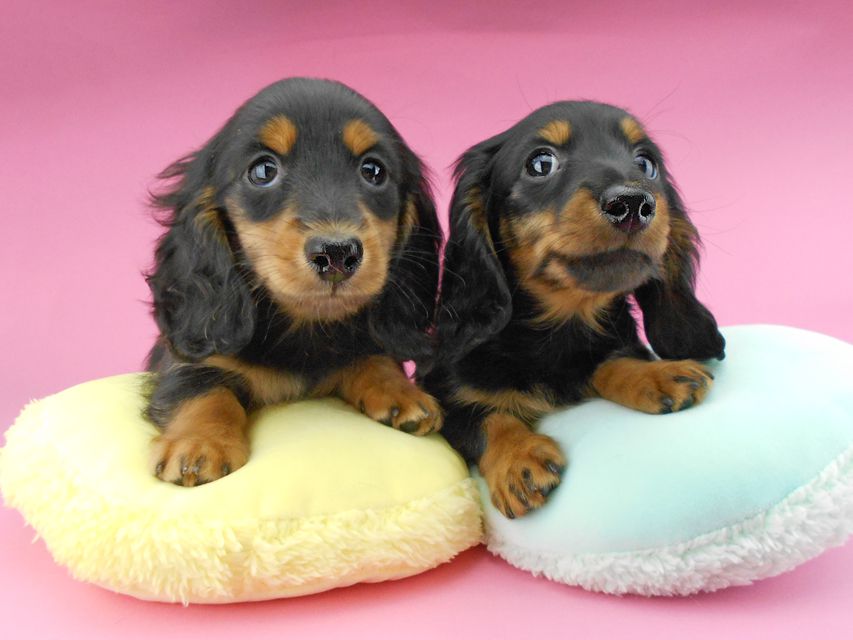 カニンヘンダックスフンド ナンシーcs & ナイトの子犬 ブラックタン 男の子(1)(2)DSCN5343 カニンヘンダックスフンド ナンシーcs & ナイトの子犬 ブラックタン 男の子(1)(2)