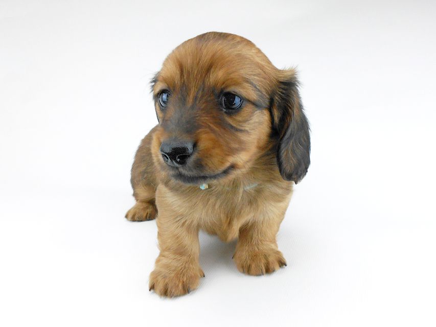 ミニチュアダックスフンド ララ & 竹千代の子犬 レッド 男の子（1）