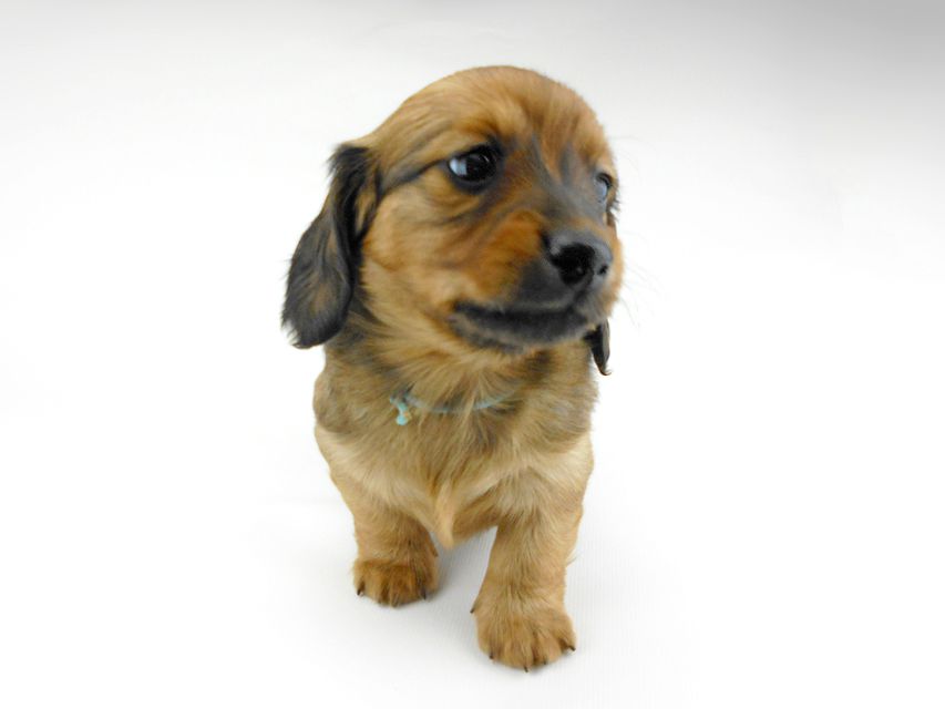 ミニチュアダックスフンド ララ & 竹千代の子犬 レッド 男の子（1）