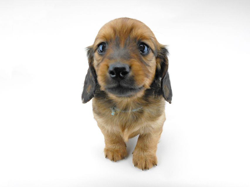 ミニチュアダックスフンド ララ & 竹千代の子犬 レッド 男の子（1）