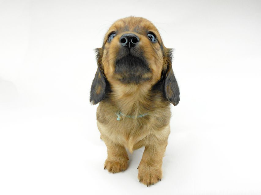 ミニチュアダックスフンド ララ & 竹千代の子犬 レッド 男の子（1）