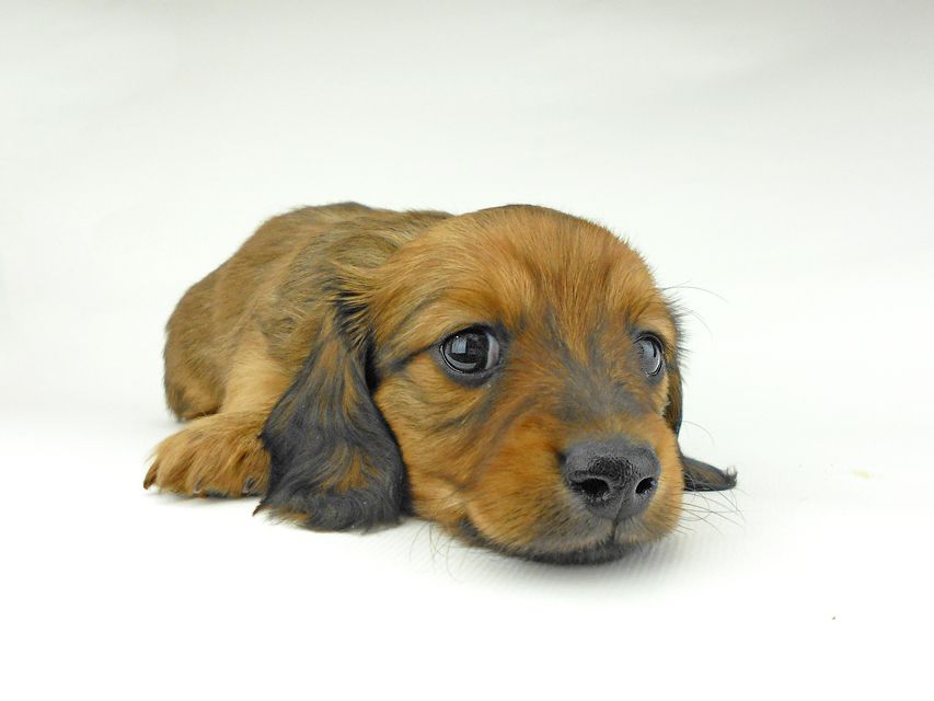 ミニチュアダックスフンド ララ & 竹千代の子犬 レッド 男の子（1）