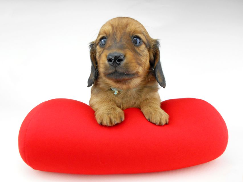 ミニチュアダックスフンド ララ & 竹千代の子犬 レッド 男の子（1）