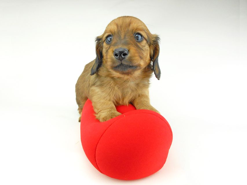 ミニチュアダックスフンド ララ & 竹千代の子犬 レッド 男の子（1）